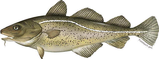 Atlantic Cod: Finfish Products