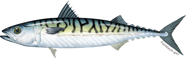 Atlantic Mackerel: Finfish Products