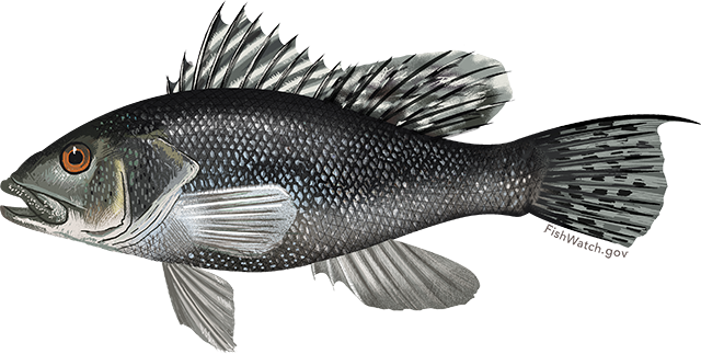Black Sea Bass: Finfish Products