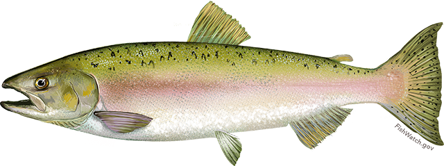 Alaskan Salmon: Finfish Products