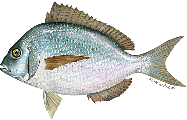 Porgy Scup: Finfish Products
